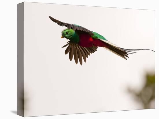 Resplendent Quetzal in Flight, Costa Rica-Cathy & Gordon Illg-Premier Image Canvas