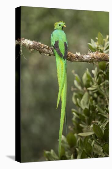 Resplendent quetzal male perched on branch, Costa Rica-Paul Hobson-Premier Image Canvas