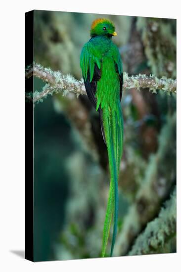 Resplendent Quetzal, Pharomachrus Mocinno, Magnificent Sacred Green Bird with Very Long Tail from S-Ondrej Prosicky-Premier Image Canvas