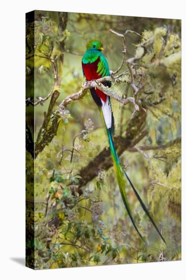 Resplendent quetzal (Pharomachrus mocinno) perching on branch, Talamanca Mountains, Costa Rica-Panoramic Images-Premier Image Canvas