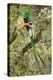 Resplendent quetzal (Pharomachrus mocinno) perching on branch, Talamanca Mountains, Costa Rica-Panoramic Images-Premier Image Canvas