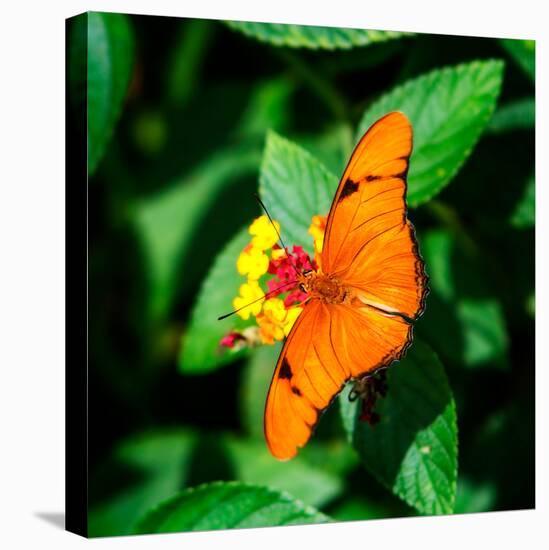 Resting Butterfly III-Alan Hausenflock-Stretched Canvas