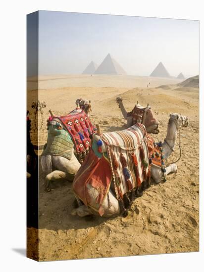 Resting Camels Gaze Across the Desert Sands of Giza, Cairo, Egypt-Dave Bartruff-Premier Image Canvas