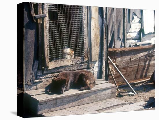 Resting Dog in Yanrakinnot, Providenia District-Daisy Gilardini-Premier Image Canvas