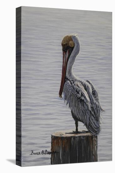 Resting Pelican-Bruce Dumas-Premier Image Canvas