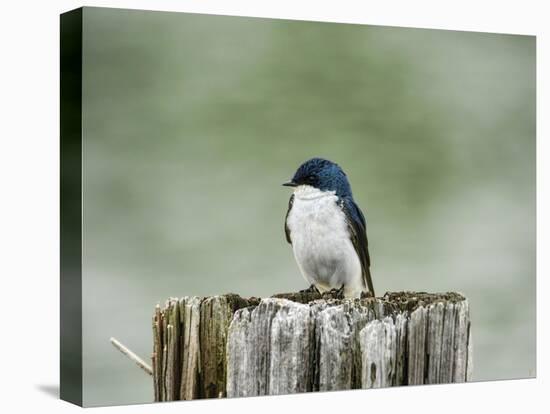 Resting Swallow-Jai Johnson-Premier Image Canvas