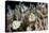 Reticulated Damselfish (Dascyllus Reticulatus)-Reinhard Dirscherl-Premier Image Canvas
