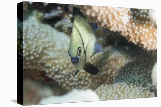 Reticulated Dascyllus (Dascyllus Reticulans), Queensland, Australia, Pacific-Louise Murray-Premier Image Canvas