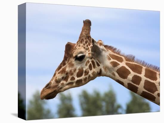 Reticulated Giraffe (Giraffa Camelopardalis Reticulata), Captive, Native to East Africa, Africa-Steve & Ann Toon-Premier Image Canvas