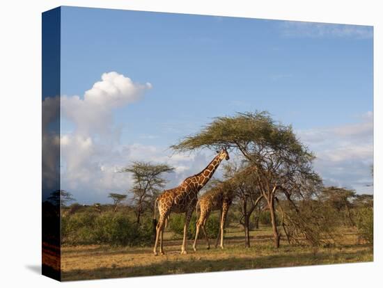 Reticulated Giraffe (Giraffa Camelopardalis Reticulata), Samburu National Park, Kenya, East Africa-Sergio Pitamitz-Premier Image Canvas