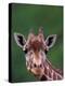 Reticulated Giraffe, Impala Ranch, Kenya-Gavriel Jecan-Premier Image Canvas