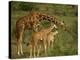 Reticulated Giraffe, Samburu, Kenya, East Africa, Africa-Robert Harding-Premier Image Canvas