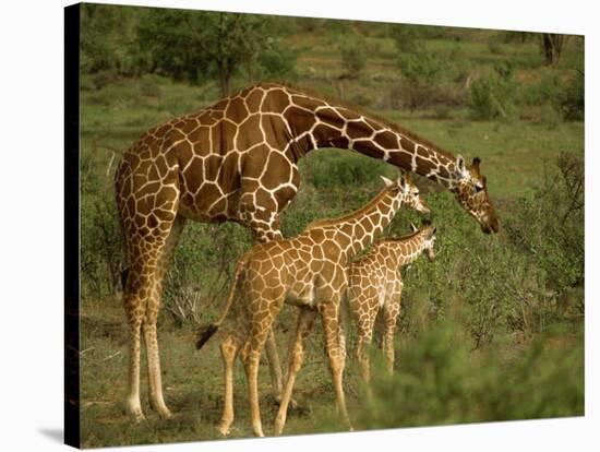 Reticulated Giraffe, Samburu, Kenya, East Africa, Africa-Robert Harding-Premier Image Canvas