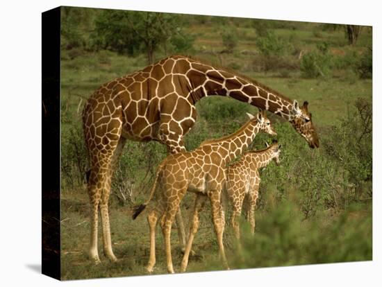 Reticulated Giraffe, Samburu, Kenya, East Africa, Africa-Robert Harding-Premier Image Canvas