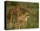 Reticulated Giraffe, Samburu, Kenya, East Africa, Africa-Robert Harding-Premier Image Canvas