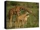 Reticulated Giraffe, Samburu, Kenya, East Africa, Africa-Robert Harding-Premier Image Canvas