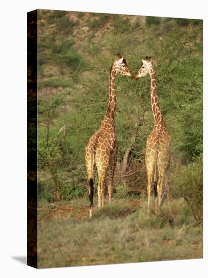 Reticulated Giraffe, Samburu National Reserve, Kenya, East Africa, Africa-Robert Harding-Premier Image Canvas