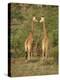 Reticulated Giraffe, Samburu National Reserve, Kenya, East Africa, Africa-Robert Harding-Premier Image Canvas