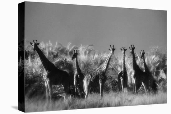 Reticulated Giraffe Standing in Forest-Stuart Westmorland-Premier Image Canvas