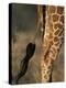 Reticulated Giraffe Tail, Samburu National Reserve, Kenya-Paul Souders-Premier Image Canvas