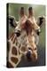 Reticulated Giraffe-null-Premier Image Canvas