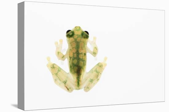 Reticulated Glass Frog (Hyalinobatrachium Valerioi) Captive-Edwin Giesbers-Premier Image Canvas