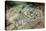 Reticulated round Ray (Urobatis Concentricus)-Reinhard Dirscherl-Premier Image Canvas