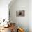 Retriever - Chocolate Labrador 003-Bob Langrish-Premier Image Canvas displayed on a wall
