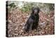 Retriever - Chocolate Labrador 003-Bob Langrish-Premier Image Canvas