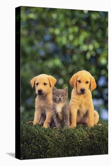 Retriever Puppies and Kitten-DLILLC-Premier Image Canvas