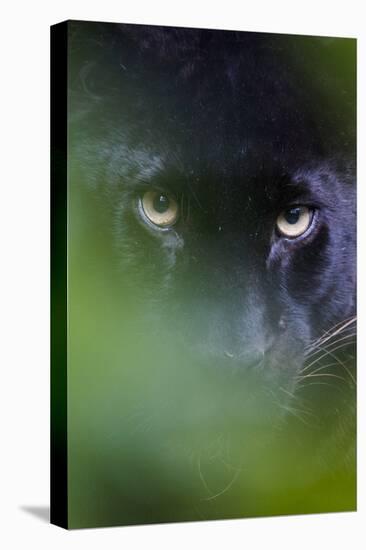 RF - Black panther / melanistic Leopard (Panthera pardus) peering through leaves, captive.-Edwin Giesbers-Premier Image Canvas
