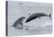 RF - Bottlenose dolphins porpoising, Chanonry Point, Moray Firth, Highlands, Scotland.-Terry Whittaker-Premier Image Canvas