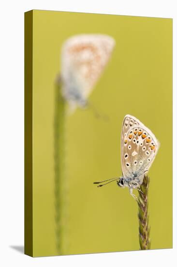 RF - Common blue butterflies resting on a backlit grass, Vealand Farm, Devon, UK-Ross Hoddinott-Premier Image Canvas