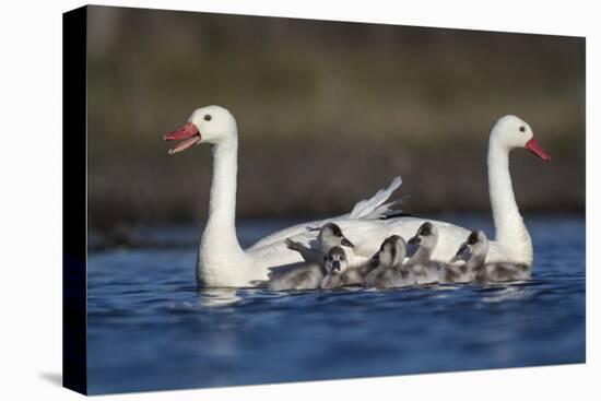 RF -  Coscoroba swan pair with chicks on water La Pampa, Argentina-Gabriel Rojo-Premier Image Canvas