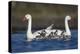 RF -  Coscoroba swan pair with chicks on water La Pampa, Argentina-Gabriel Rojo-Premier Image Canvas