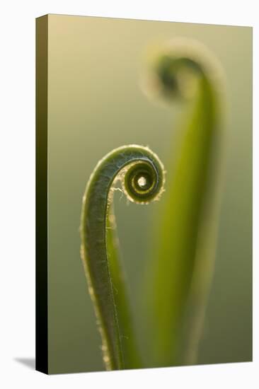 RF - Harts tongue fern (Asplenium scolopendrium) leaf unfurling, Broxwater, Cornwall, UK-Ross Hoddinott-Premier Image Canvas