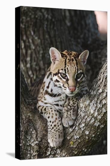 Rf- Ocelot (Felis Pardalis) Head Portrait Of Captive Female Resting-Rolf Nussbaumer-Premier Image Canvas