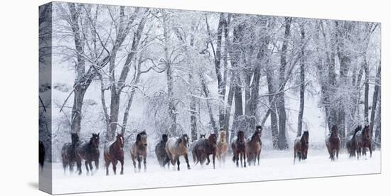 Rf- Quarter Horses Running In Snow At Ranch, Shell, Wyoming, USA, February-Carol Walker-Premier Image Canvas