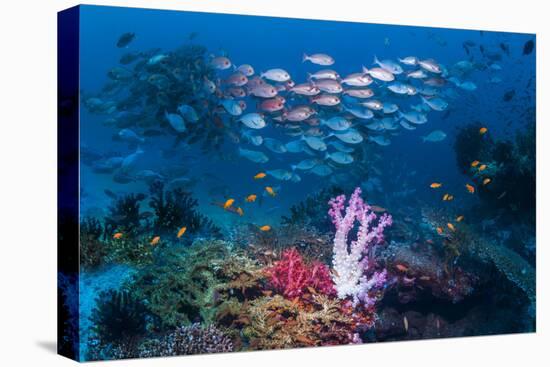 RF - Shoal of Slender pinjalo snappers swimming over coral reef. West Papua, Indonesia-Georgette Douwma-Premier Image Canvas