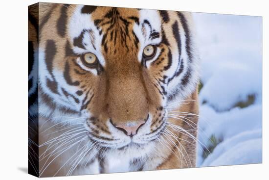 RF - Siberian tiger (Panthera tigris altaica) in snow, captive.-Edwin Giesbers-Premier Image Canvas