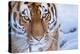 RF - Siberian tiger (Panthera tigris altaica) in snow, captive.-Edwin Giesbers-Premier Image Canvas