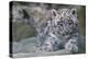 RF - Snow leopard (Panthera uncia) cub age three months, captive-Edwin Giesbers-Premier Image Canvas