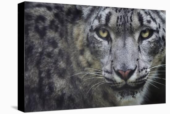 RF - Snow leopard (Panthera uncia) portrait, captive-Edwin Giesbers-Premier Image Canvas