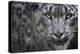 RF - Snow leopard (Panthera uncia) portrait, captive-Edwin Giesbers-Premier Image Canvas