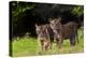 Rf- Sumatran Tiger (Panthera Tigris Sumatrae) With Cub, Aged Four Months, Captive-Edwin Giesbers-Premier Image Canvas