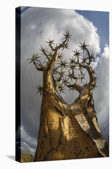 RF - View up Quiver tree (Aloidendron dichotomum), Western Cape, South Africa-Chris Mattison-Premier Image Canvas