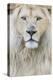 RF - White lion (Panthera leo) male, portrait of head. Captive, Netherlands.-Edwin Giesbers-Premier Image Canvas