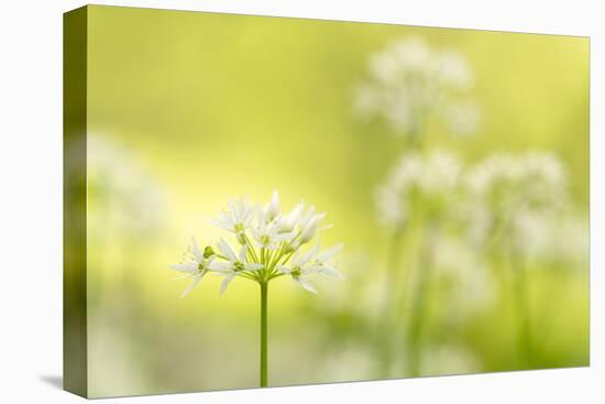 RF - Wild garlic/Ramson flowerts (Allium ursinum) Valency Valley, Boscastle, Cornwall, UK-Ross Hoddinott-Premier Image Canvas