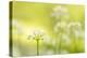 RF - Wild garlic/Ramson flowerts (Allium ursinum) Valency Valley, Boscastle, Cornwall, UK-Ross Hoddinott-Premier Image Canvas