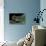 Rhacophorus Dennysi (Chinese Gliding Frog)-Paul Starosta-Premier Image Canvas displayed on a wall